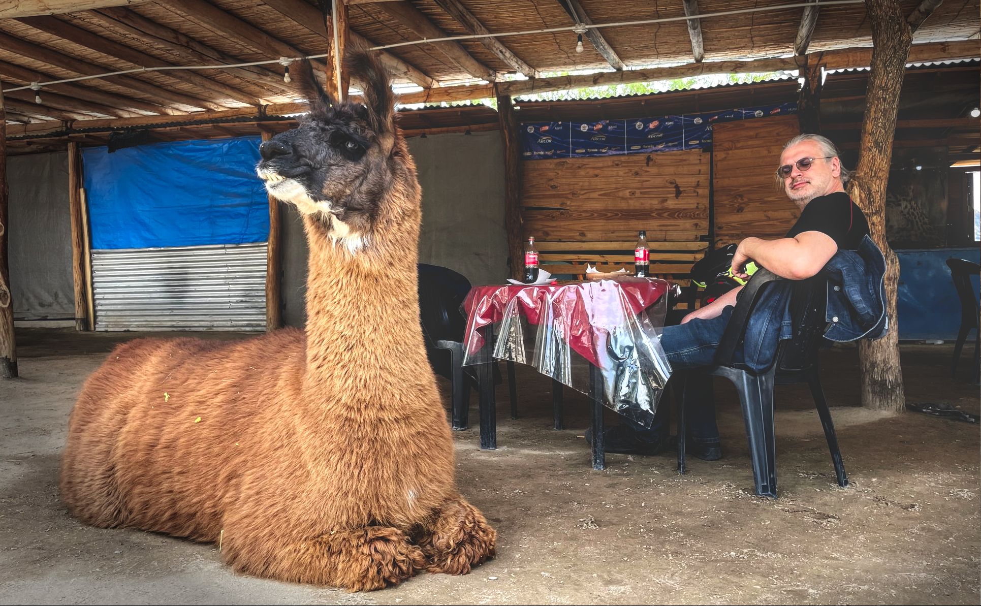 Lama Quilmes