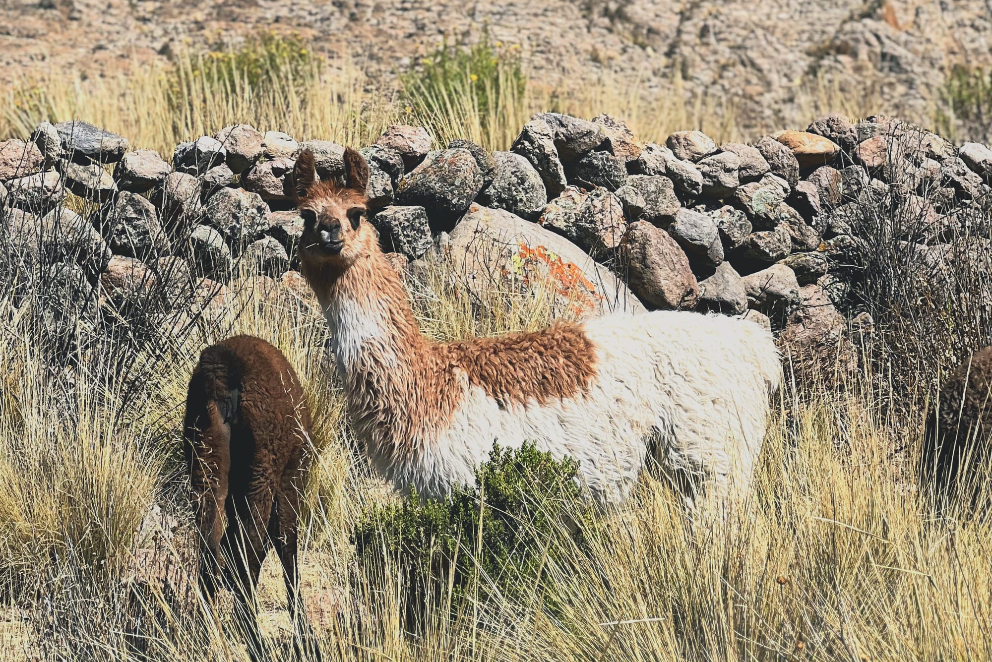Džigitai Bolivijoje #3. Lamos ir druska